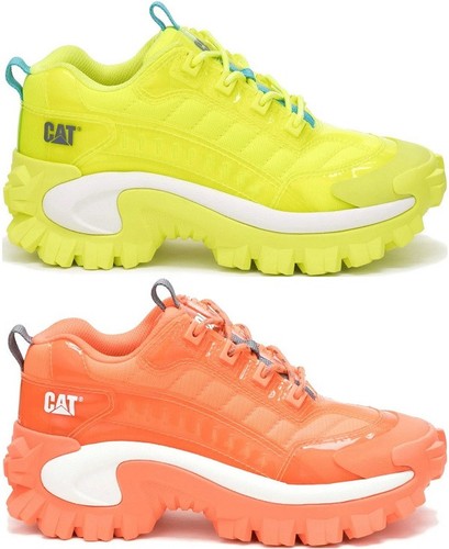 Caterpillar cat intruder - cat,