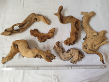 Set 6 Stück Wurzeln Mopani