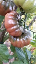 10 Tomatensamen "Purple Calabash" sehr alte Fleischtomate, guter Ertrag