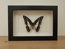 Graphium Doson Gyndes Echter Schmetterling Im Bilderrahmen Entomologie Deko