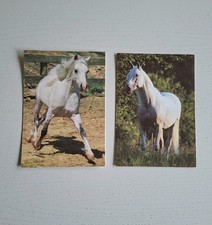 2 AK Pferdepostkarten Schimmel Araber, Shagya-Araber, Araber-Mix, Horse