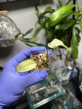 Philodendron Mint Micans