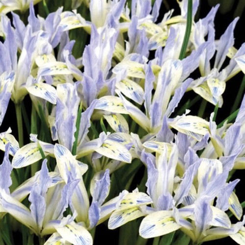 Zwergschwertlilie iris - zwergschwertlilie,