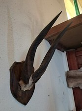 Eland-Antilope/ Elanantilope/