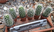 2 Stück Echinocereus