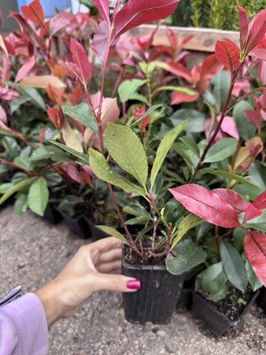 Red robin photinia fraseri - photinia,
