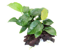 Breitblättriges Speerblatt