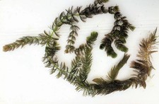 1 Portiom Raues Hornblatt