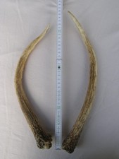 Geweihstangen Paar Rotwild- Spieser. Länge 30-34cm.
