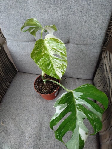 Monstera deliciosa variegata - deliciosa,