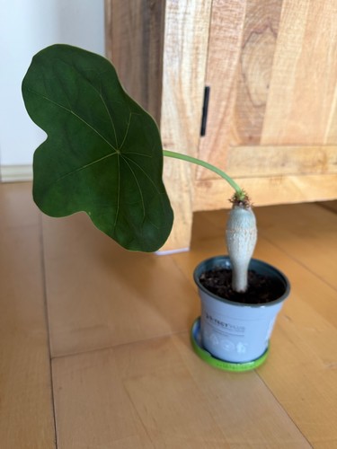 Jatropha podagrica kaudex - jatropha,