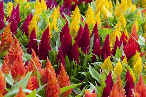 Celosia argentea celosie - celosia, argentea,celosie