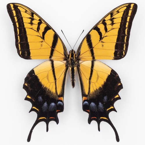 Papilio multicaudata - papilio,