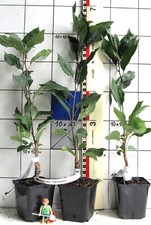 Malus "Van Eseltine"  -