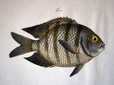 FISH CLIFFFISH - Coloured