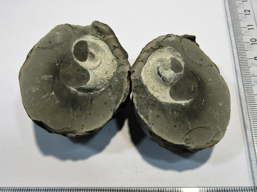 Schnecke geode halbierte - schnecke,