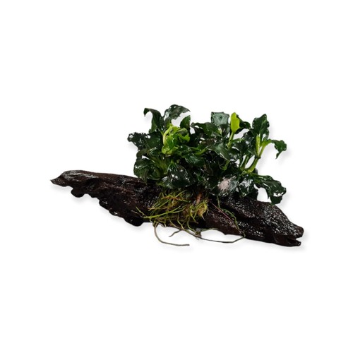 Anubia nana aquarienpflanze - anubia,