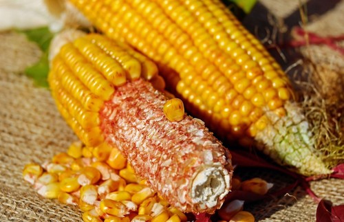 Polenta mais hartmais - polenta-mais,