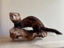 Iltis Präparat,  ausgestopft