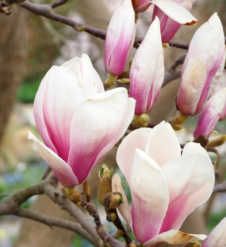 Tulpenmagnolie magnolie - tulpenmagnolie,
