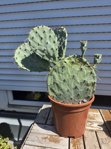 Opuntia große von aldingen - große,