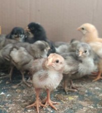 Bruteier?keine, Frische Eier Araucana Brakel Brahma Australorp 28+2 Hühner?egg