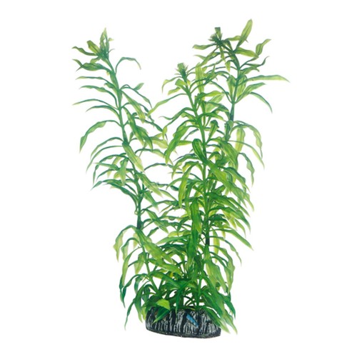 Heteranthera cm - heteranthera,