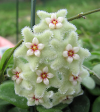 Hoya Wachsblume mathilde