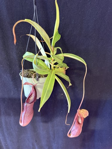 Nepenthes singalana