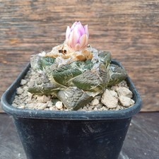 Ariocarpus lloydii große Warzen own roots