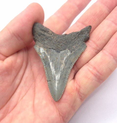 Megalodon haizahn mit extrem - mit,
