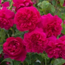 Englische Rose Thomas A Becket