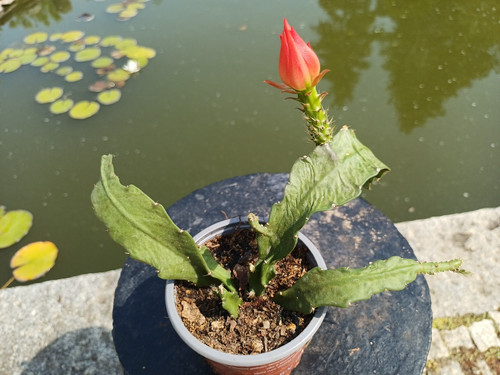 Epiphyllum epicactus - epiphyllum,