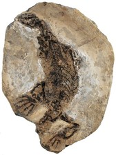 Perm  Claudiosaurus germaini