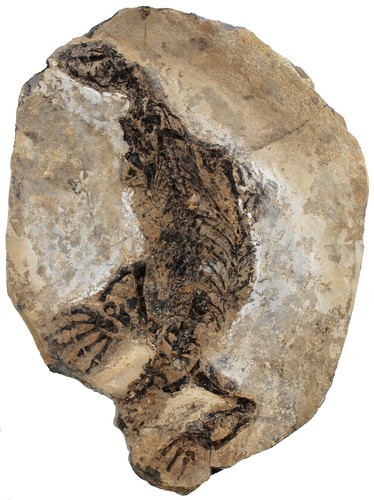 Perm claudiosaurus germaini - perm,