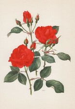 Rose 'DIABLOTIN' Polyantha Rosen Offset-Lithografie 1965 Anne Marie Trechslin 