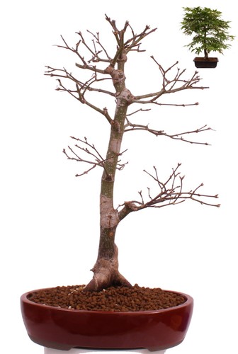Bonsai acer palmatum - -,