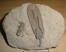 Crinoide / Seelilie USA II