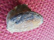 Muschel versteinert , 1,2 kg