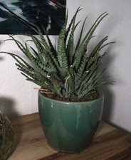 Pflanze Aloe Vera Ableger, ca. 15cm mit Topf groß grün Zimmerpflanze 13Jahre alt