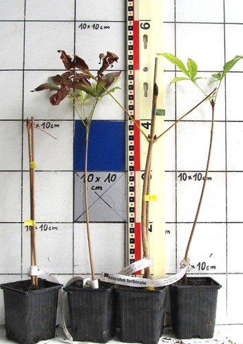 Aesculus turbinata - ,