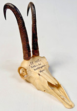 Gams Gamstrophäe Krucken Gamsschädel Trophäe