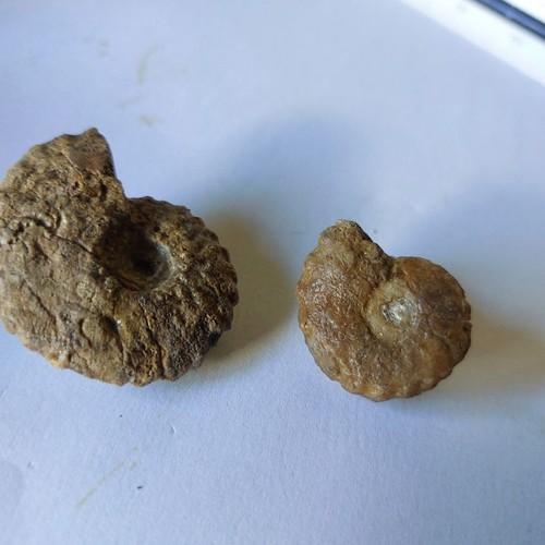 Ammonit tragphylloceras - ammonit,