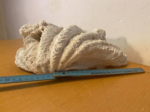Große riesenmuschel 30cm - große,