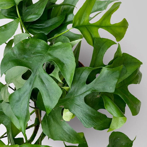 Monstera minima