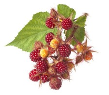 Japanische Weinbeere Pflanze Rubus phoenicolasius Beeren mit Geschmackserlebnis
