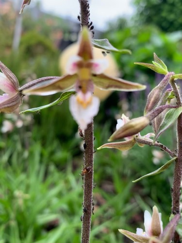Sumpf sitter epipactis - sumpf-sitter, (epipactis