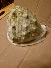 Helmschnecke knotige