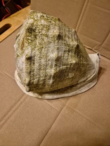 Helmschnecke knotige