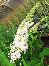 4er-Set Sommerflieder 'White